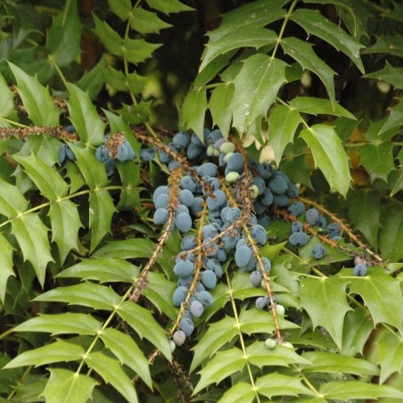 Mahonia Charity - Mahonia media Charity - Jardins du Monde be