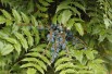 Mahonie Charity - Mahonia media Charity - Jardins du Monde be