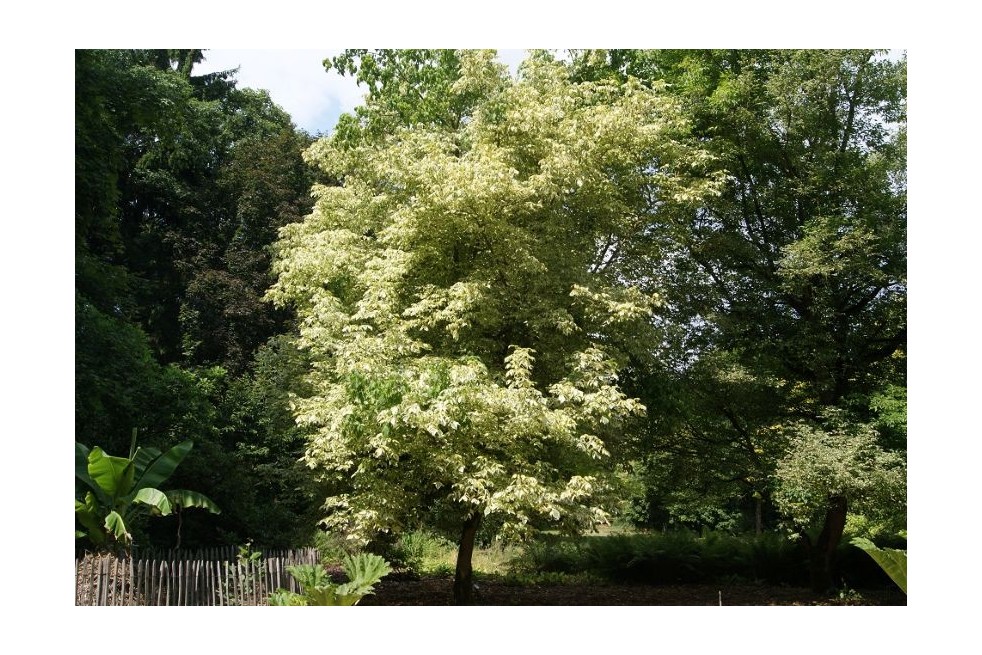 Érable à feuille de frêne panaché - Acer negundo Variegatum - Jardins du Monde be