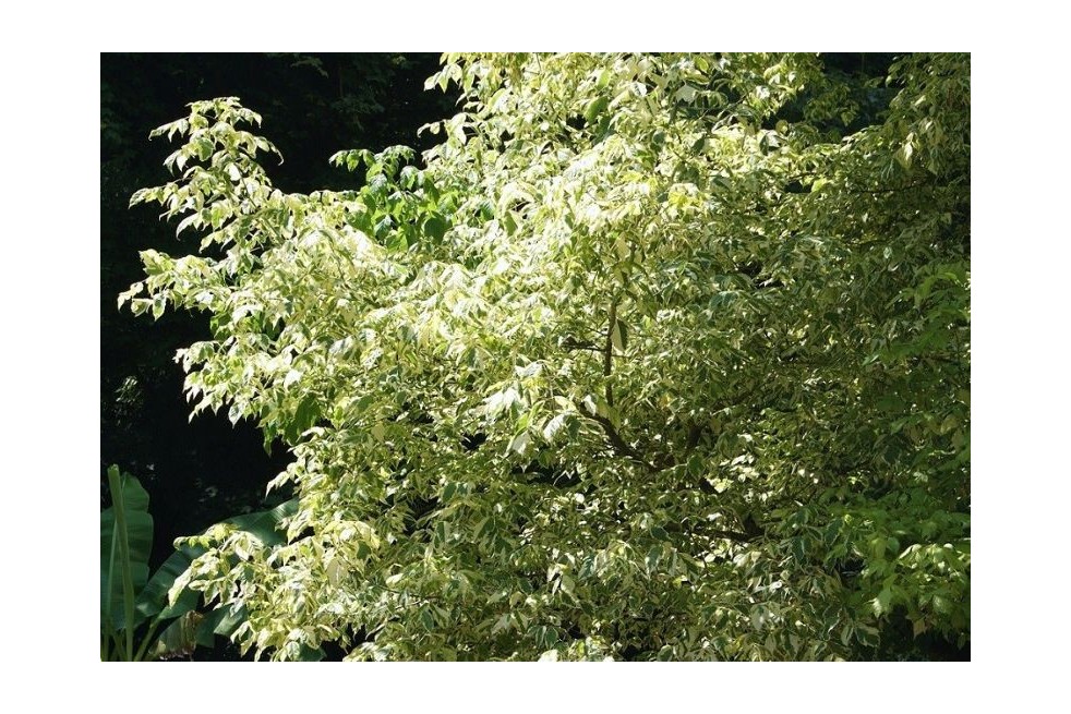 Bonte Vederesdoorn - Acer negundo Variegatum - Jardins du Monde be