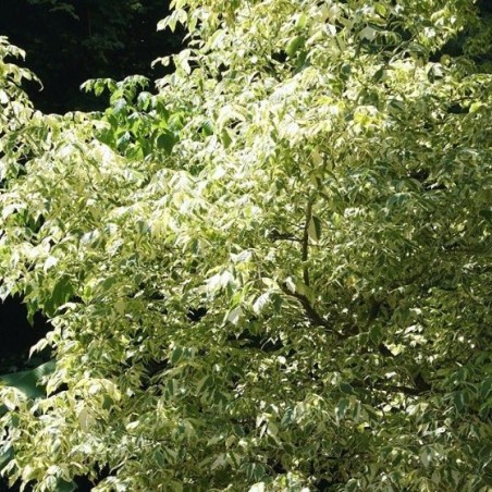 Silberbunter Eschen-Ahorn - Acer negundo Variegatum - Jardins du Monde be