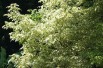Variegated Ash-leaved Maple - Acer negundo Variegatum - Jardins du Monde be
