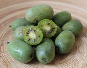 Kiwibes Japsai zelfvruchtbaar - Actinidia arguta Japsai - Jardins du Monde be