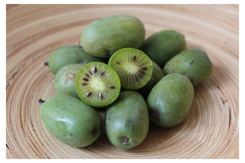 Hardy kiwi vine Japsai self-fertile - Actinidia arguta Japsai - Jardins du Monde be