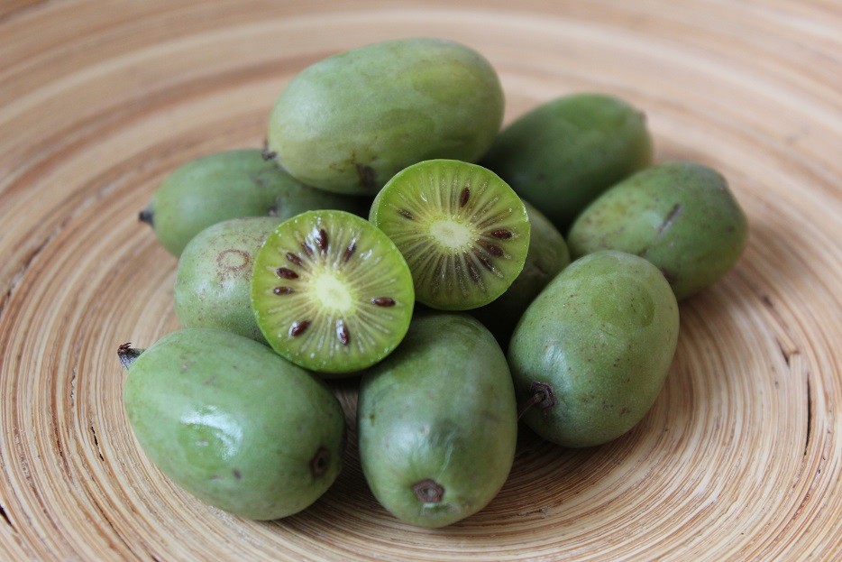 Hardy kiwi vine Japsai self-fertile