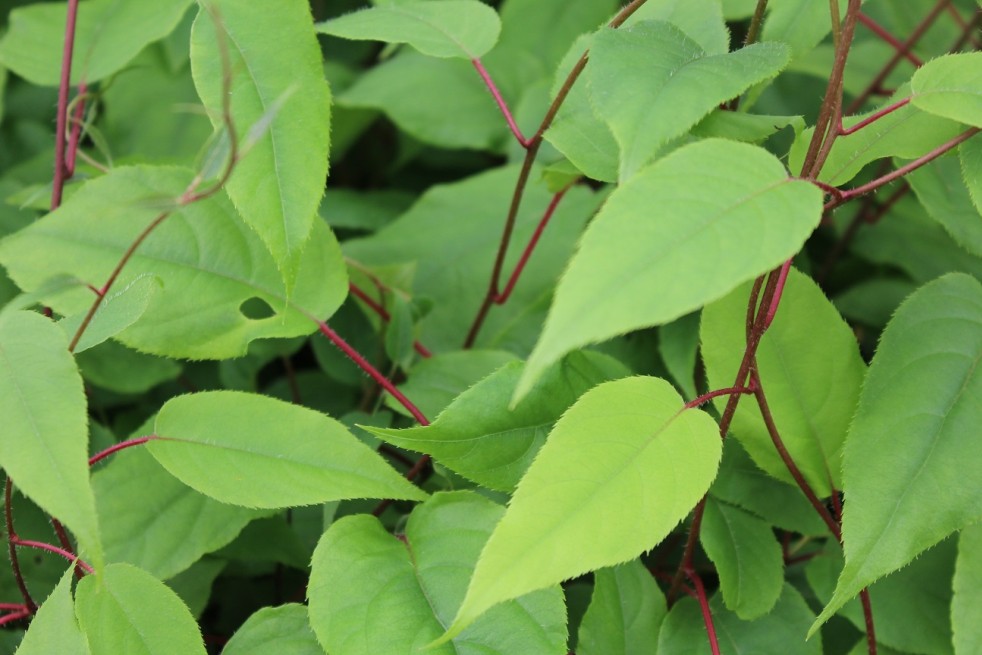 Hardy kiwi vine Japsai self-fertile - Actinidia arguta Japsai - Jardins du Monde be