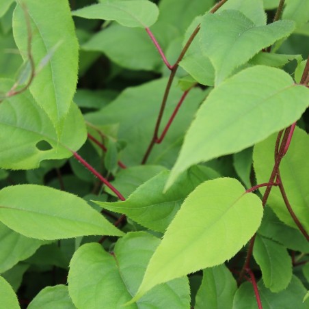 Kiwibeere Japsai selbstfruchtbare - Actinidia arguta Japsai - Jardins du Monde be