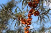 Hippophae_rhamnoides