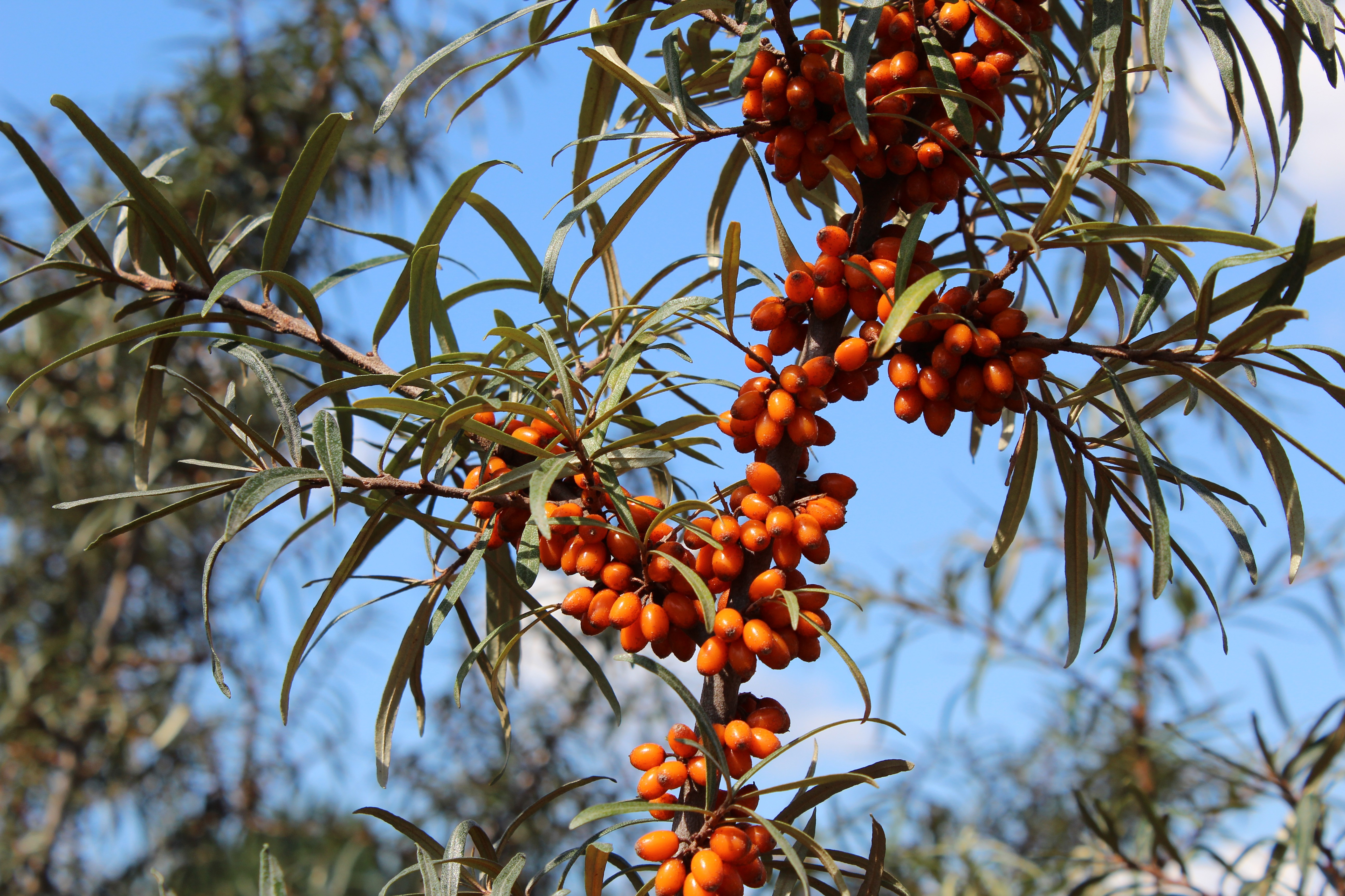 Sea Buckthorn