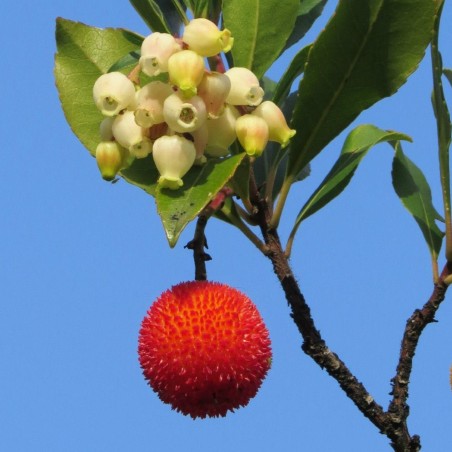 Aardbeiboom Hannie - Arbutus unedo Hannie - Adrián Pablo Rodríguez Quiroga, CC0, via Wikimedia Commons