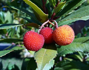 Aardbeiboom Hannie - Arbutus unedo Hannie