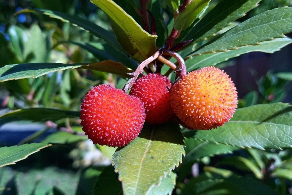 Erdbeerbaum Hannie - Arbutus unedo Hannie