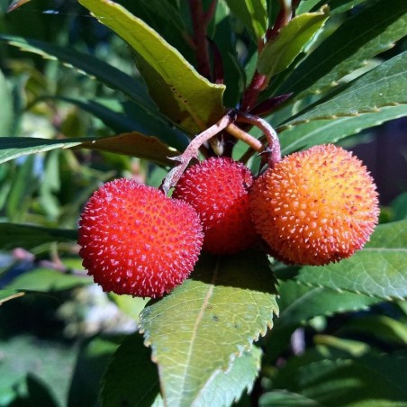 Arbousier - Arbre aux fraises Hannie - Arbutus unedo Hannie