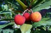 Strawberry Tree Hannie - Arbutus unedo Hannie