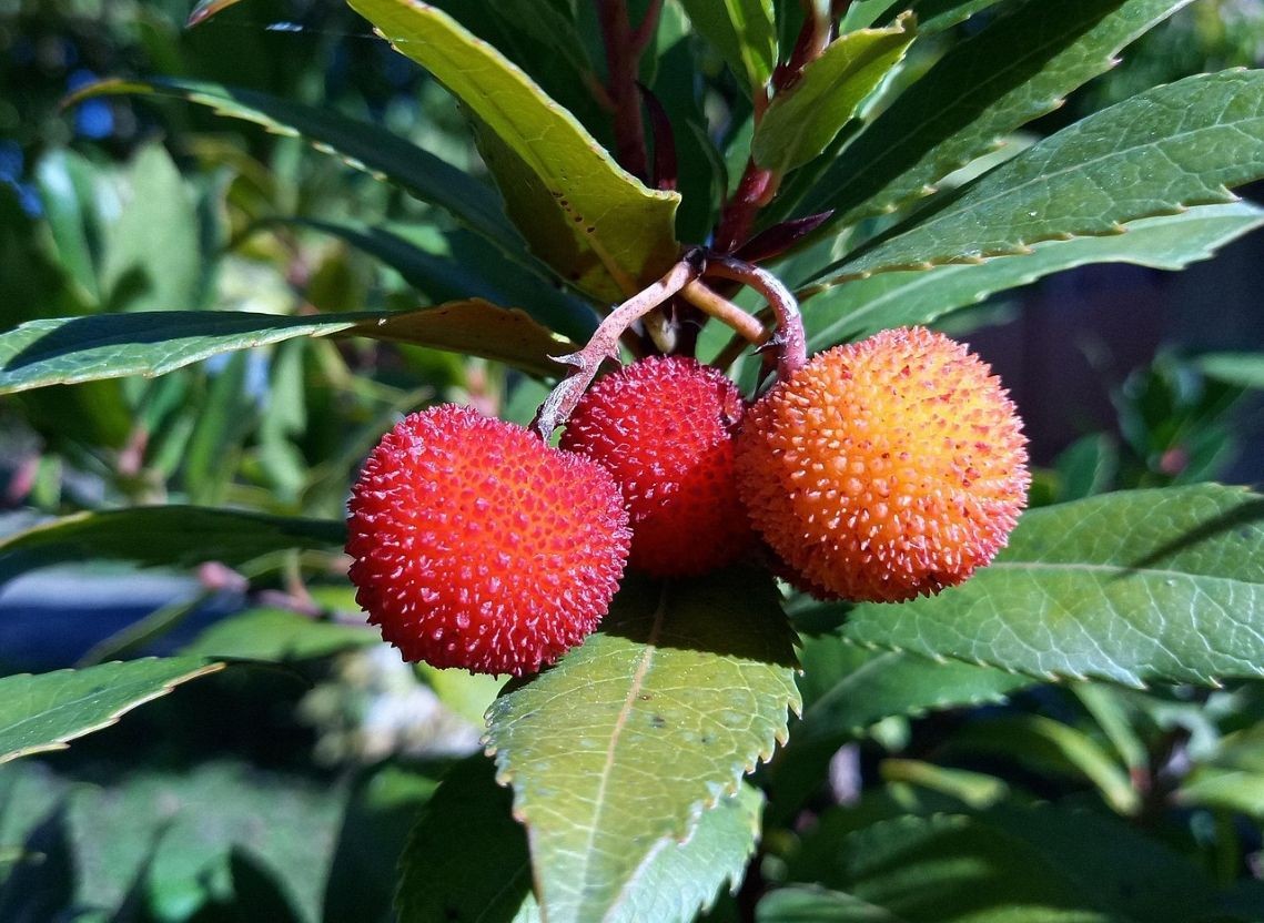 Arbousier - Arbre aux fraises Hannie - Arbutus unedo Hannie