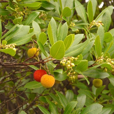 Erdbeerbaum Hannie - Arbutus unedo Hannie - Ökologix, CC0, via Wikimedia Commons