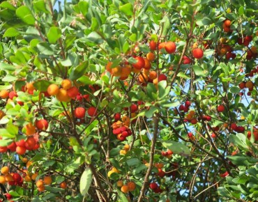 Arbousier - Arbre aux fraises Walter - Arbutus unedo Walter  - Tangopaso, Public domain, via Wikimedia Commons