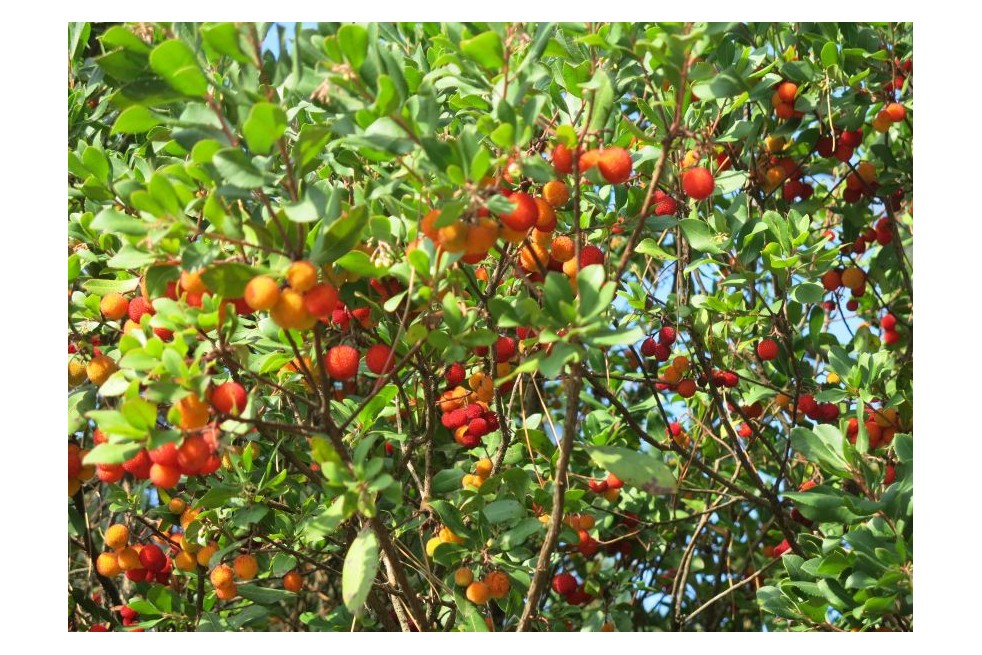 Strawberry Tree Walter - Arbutus unedo Walter - Tangopaso, Public domain, via Wikimedia Commons