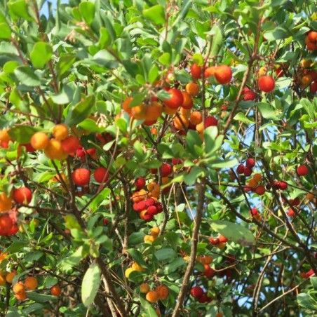 Erdbeerbaum Walter - Arbutus unedo Walter  - Tangopaso, Public domain, via Wikimedia Commons