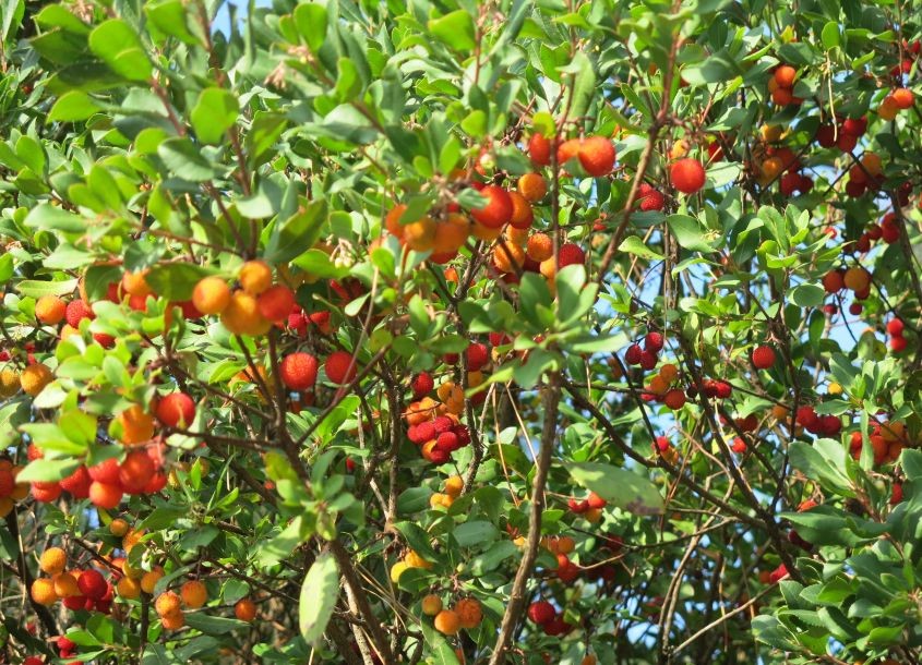 Erdbeerbaum Walter - Arbutus unedo Walter