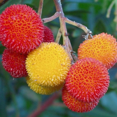 Erdbeerbaum Walter - Arbutus unedo Walter  - Jplm, Public domain, via Wikimedia Commons
