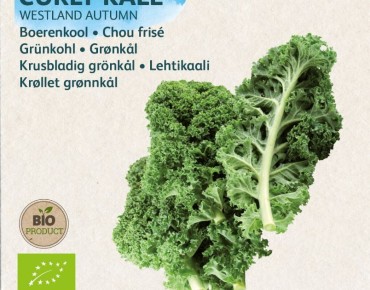 semences Chou Kale BIO - Automne de Westland - Brassica oleracea sabellica