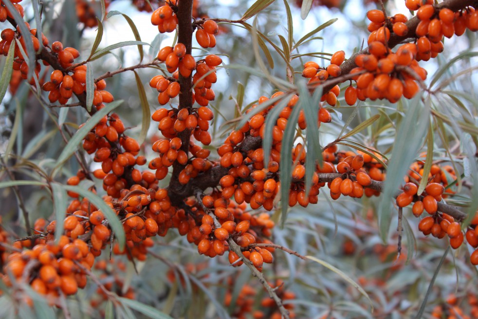 Hippophae_rhamnoides