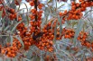 Hippophae_rhamnoides