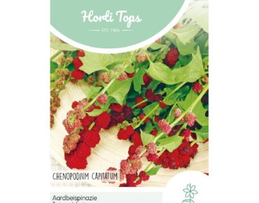 Semences Épinard-fraise - Chenopodium Capitatum