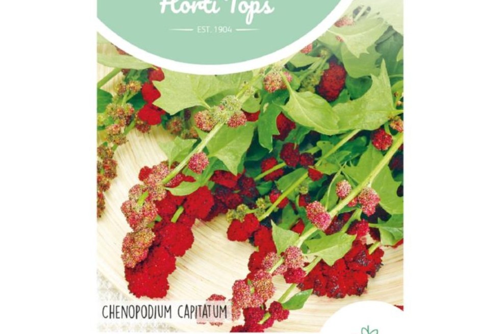 Seeds Strawberry Spinach - Chenopodium Capitatum