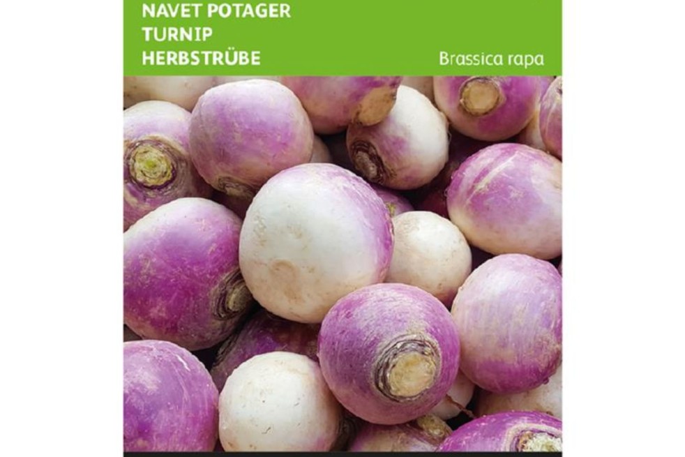 Semences de Navet De Nancy - Brassica rapa - Jardins du Monde be