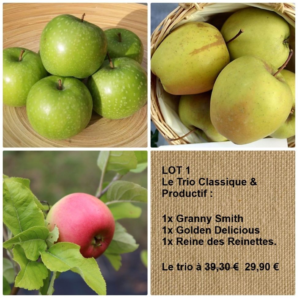 LOT 1 — Le Trio de pommiers classique et productif
