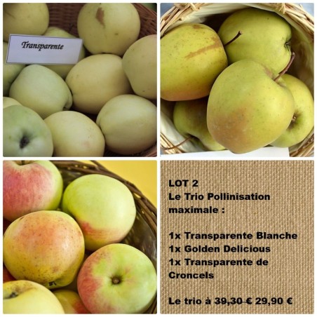 Das Apfelbaum-Trio Transparente Blanche, Golden Delicious,Transparente de Croncels
