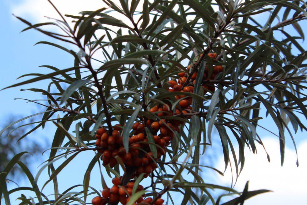 Hippophae_rhamnoides