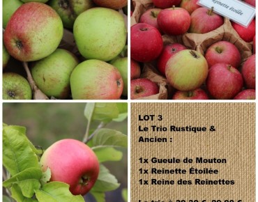 LOS 3 – Das Trio der Hardy-...