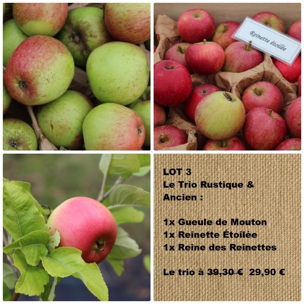 LOT 3 — The Trio of Rustic & Heritage Apple Trees