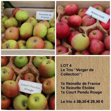 Trio de pommiers : Reinette de France, Reinette Étoilée, Court Pendu Rouge