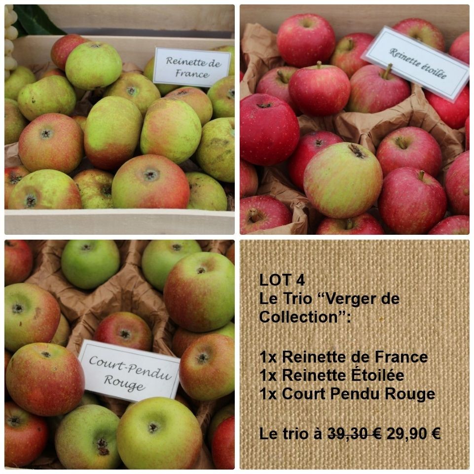 LOT 4 — Le Trio de pommiers "verger de collection"