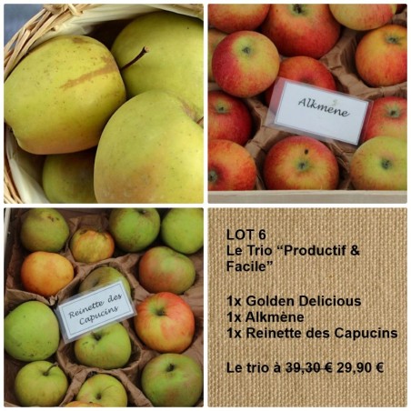 Drei ertragreiche Apfelbäume: Golden Delicious, Alkmène, Reinette des Capucins