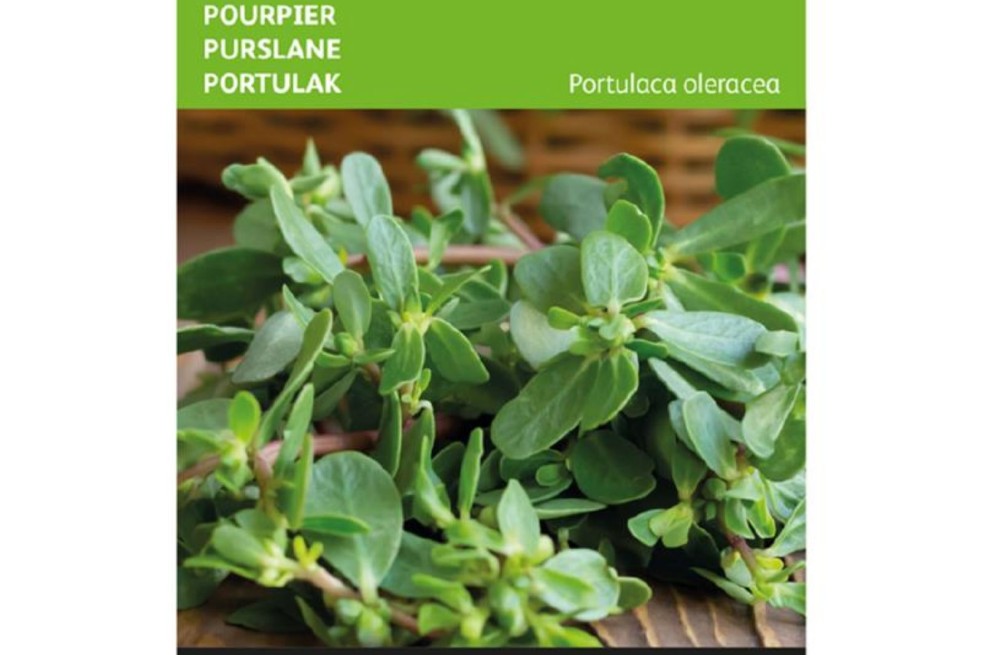 Seeds Purslane Green - Portulaca oleracea - Jardins du Monde be