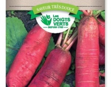 Pink winter radish from china