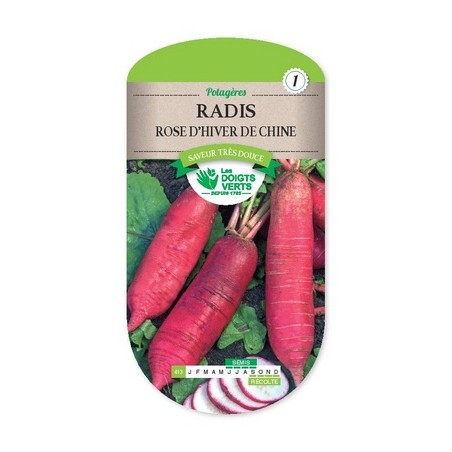 Samen Radis rose d'hiver de chine - Raphanus sativus