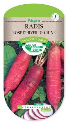 Radijs winter rose van China