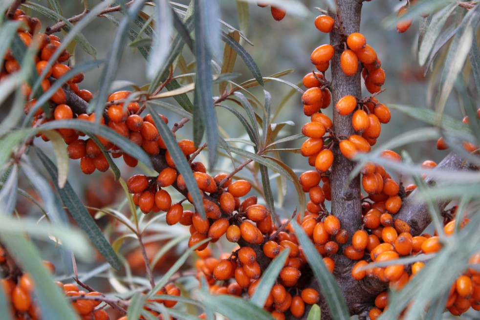 Hippophae_rhamnoides