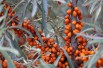 Hippophae_rhamnoides