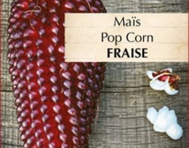 Maïs Pop-corn Fraise