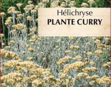 Helichryse plante curry BIO