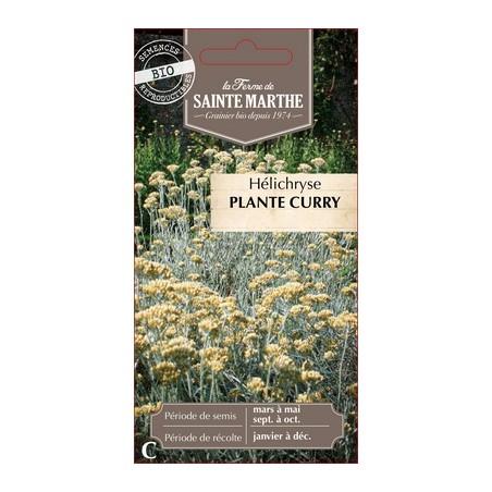 Semences Helichryse plante curry - Immortelle d'Italie - Helichrysum italicum