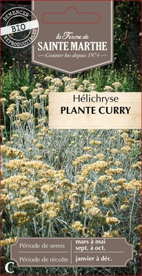 Helichryse plante curry BIO
