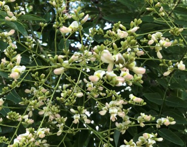 Sophora japonica_Famartin, CC BY-SA 4.0, via Wikimedia Commons